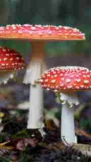 img-709f1097bd50693230b3647b2a0e39b7.jpg